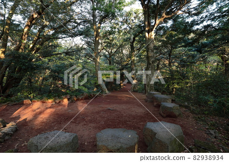 Bija forest, Bija tree, autumn leaves, maple tree, trail, forest path, phytoncide, Yeonji, Bija forest, Bija tree, autumn leaves, maple tree, trail, forest path, phytoncide, Yeonji, 82938934