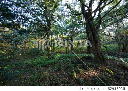 Bija forest, Bija tree, autumn leaves, maple tree, trail, forest path, phytoncide, Yeonji, 82938936