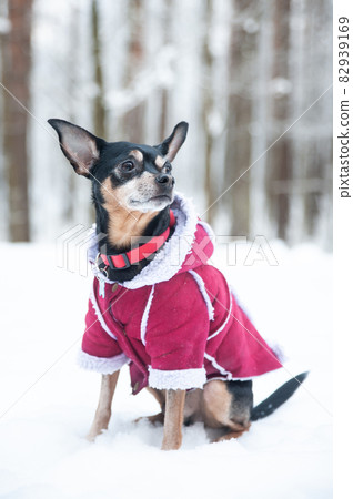Dog in a sweater, and a sheepskin coat, in a winter forest. Dog in a sweater, and a sheepskin coat, in a winter forest. 82939169