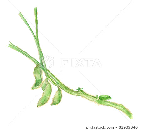 黑豆收穫前毛豆 [水彩] 白色背景 可用複制空間 82939340