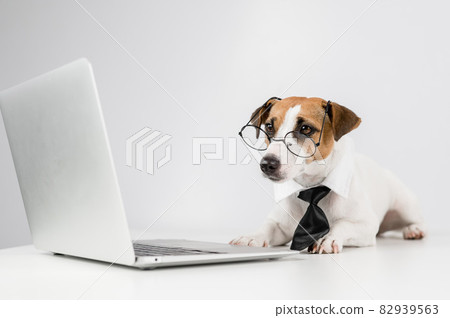 Jack russell terrier dog in glasses and tie works on laptop on white background. Jack russell terrier dog in glasses and tie works on laptop on white background. 82939563