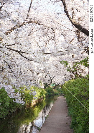 春天風景與櫻花 春天風景與櫻花 82939765
