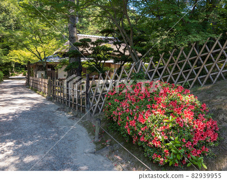 Ritsurin Garden in early summer (early June, azalea) 82939955