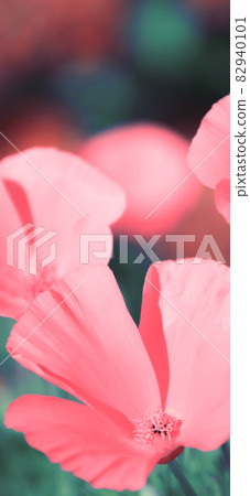 Floral background. Wallpaper for desktop, wallpaper for phone. Eschscholzia californica, a beautiful pink delicate annual flower of the poppy family in the garden 82940101