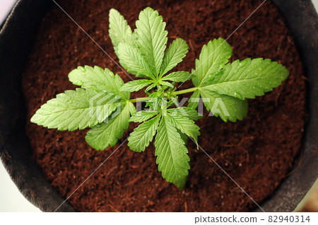 potted aquarium plants Anubias Nana For Sale on Dustin's FIsh Tanks