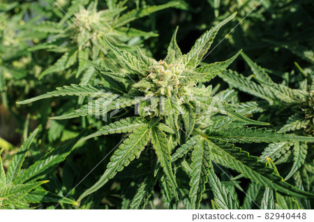Cannabis blooming flower close-up. Marijuana bush with big buds. 82940448