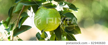 橘子 果園 橘子樹 自然 Tangerine tree orange garden 蜜柑 みかん 82940680