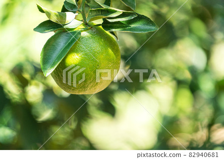 橘子 果園 橘子樹 自然 Tangerine tree orange garden 蜜柑 みかん 82940681