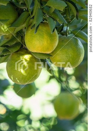 Tangerines Orchard Tangerine Tree Nature Tangerine tree orange garden Tangerine みかん 82940682