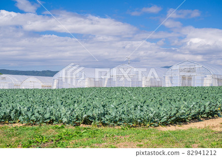 Hara village in autumn sunny cabbage field Hara village in autumn sunny cabbage field 82941212