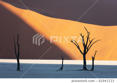 Dead Camelthorn Trees at sunrise Dead Camelthorn Trees at sunrise 82941513