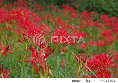 Cluster amaryllis blooming on the embankment of Handa city 82941593