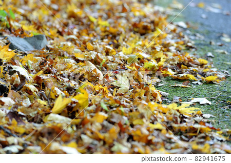 Fallen leaves I saw someday 82941675