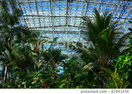 Scenery of Hiroshima Botanical Garden, Hiroshima Prefecture 82941836