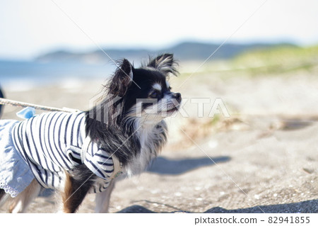 Chihuahua frolicking in the sea Chihuahua frolicking in the sea 82941855