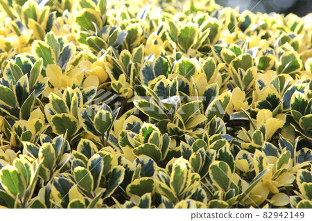 Spotted betel leaf Spotted betel leaf 82942149