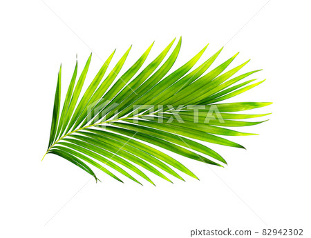 green leaves of palm tree isolated on white background 82942302