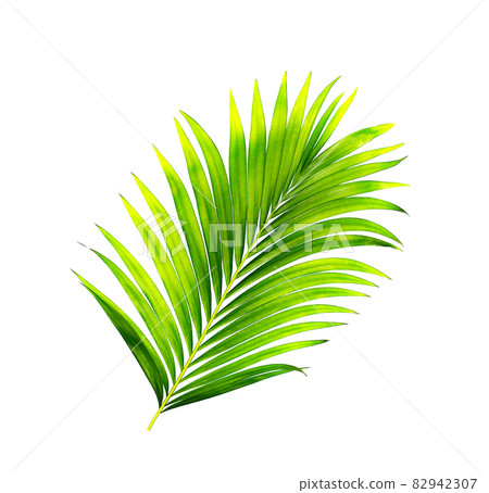 green leaves of palm tree isolated on white background 82942307
