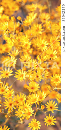 Floral greeting card summer background with yellow meadow wild flower plant ragwort jacobaea vulgaris. Wallpaper for desktop, wallpaper for phone 82942379