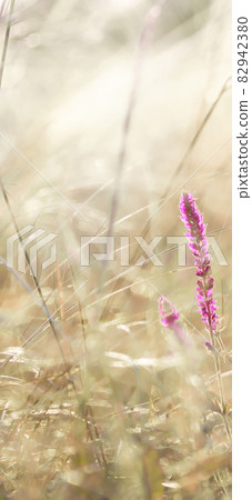 Floral card poster beautiful texture natural background plant flower purple sage blooms in the meadow among the grass feather grass in pastel golden sunny colors. Wallpaper for desktop, wallpaper for 82942380