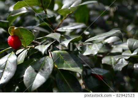 A landscape with a single camellia bud that is about to bloom in the dark green flowers A landscape with a single camellia bud that is about to bloom in the dark green flowers 82942523