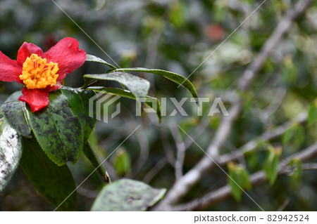 One camellia flower with large petals One camellia flower with large petals 82942524