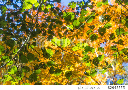 Collaboration of green and autumn leaves Collaboration of green and autumn leaves 82942555
