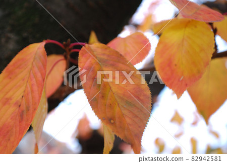 Autumn leaves 82942581
