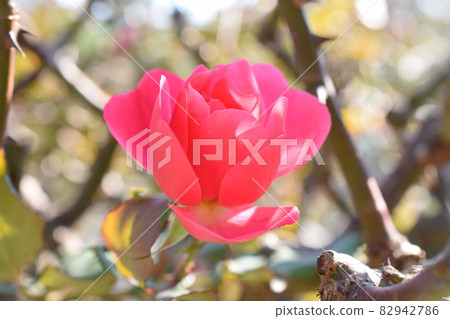 Winter rose Winter rose 82942786