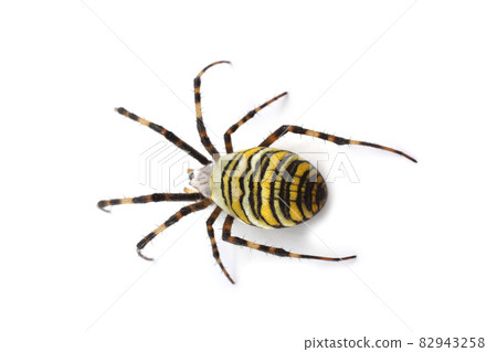 Wasp spider (Argiope bruennichi) isolated on white 82943258