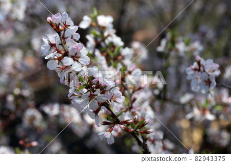 Nanking cherry blossom. Spring flowers Nanking cherry blossom. Spring flowers 82943375