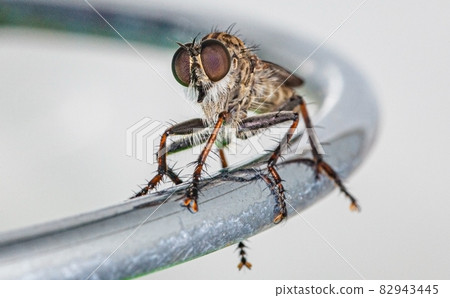 Macro shot of a fly with compound eyes Macro shot of a fly with compound eyes 82943445