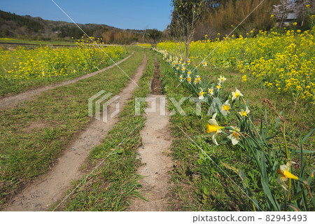 Scenery where daffodils line up << Ichihara City >> 82943493