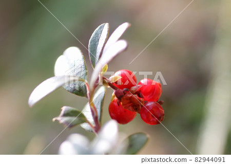Growing cowberry. Northern berry. Harvest Growing cowberry. Northern berry. Harvest 82944091