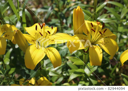 Yellow lilies growing in garden 82944094