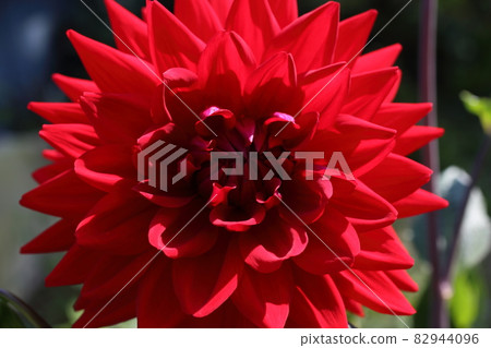 Growing red dahlia flower in garden Growing red dahlia flower in garden 82944096