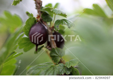 Growing violet gooseberries on bush. Agricultural background Growing violet gooseberries on bush. Agricultural background 82944097