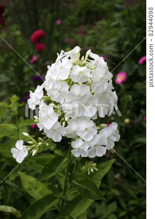 Growing white phlox in garden Growing white phlox in garden 82944098