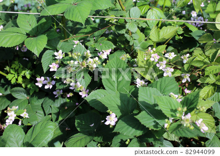 Blackberry blossom. White flowers on plant Blackberry blossom. White flowers on plant 82944099