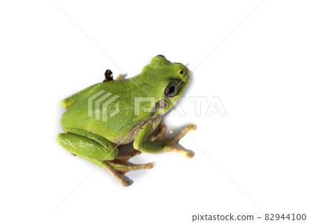 Green frog isolated on white (Hyla japonica, Japanese tree frog) Green frog isolated on white (Hyla japonica, Japanese tree frog) 82944100