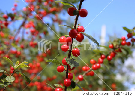 Nanking cherry and blue sky. Far eastern delicacy Nanking cherry and blue sky. Far eastern delicacy 82944110