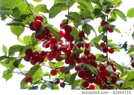 Growing Nanking cherry isolated on white. Far eastern delicacy Growing Nanking cherry isolated on white. Far eastern delicacy 82944119