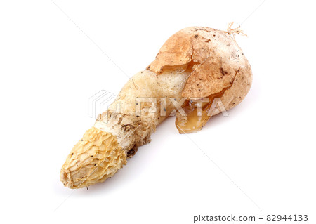 Bamboo mushroom. (Veiled lady mushroom, Phallus duplicatus, Dictyophora duplicata). Bamboo mushroom. (Veiled lady mushroom, Phallus duplicatus, Dictyophora duplicata). 82944133
