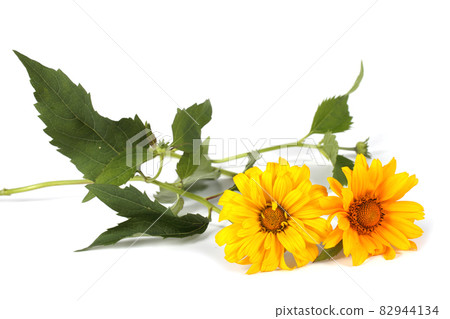 Two heliopsis isolated on white 82944134