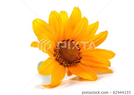 Heliopsis isolated on white background Heliopsis isolated on white background 82944135
