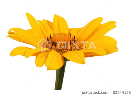 Growing heliopsis isolated on white 82944136
