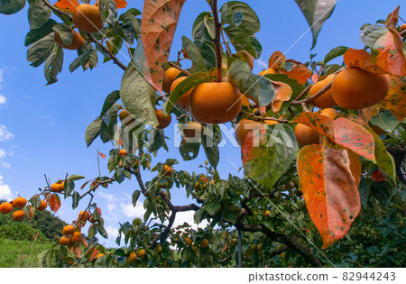 Autumn persimmon field before harvest Kinokawa City, Wakayama Prefecture 82944243