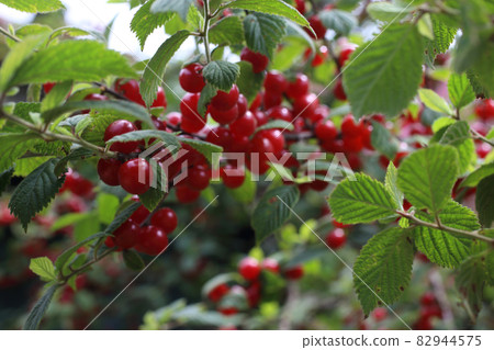 Nanking cherry. Far eastern delicacy Nanking cherry. Far eastern delicacy 82944575