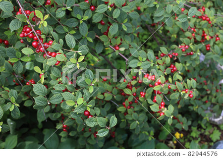 Nanking cherry. Far eastern delicacy Nanking cherry. Far eastern delicacy 82944576
