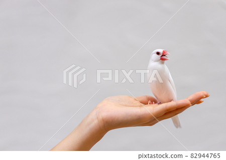 騎在女人手上的爪哇麻雀 騎在女人手上的爪哇麻雀 82944765